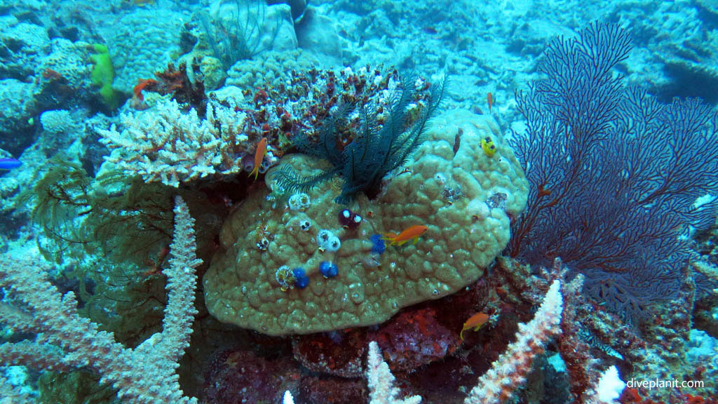 Diving Instant Replay dive site, Vatu-i-ra, Fiji with Ra Divers