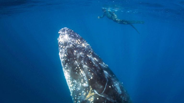 New: Swim with Whales at Coffs Harbour with Jetty Dive