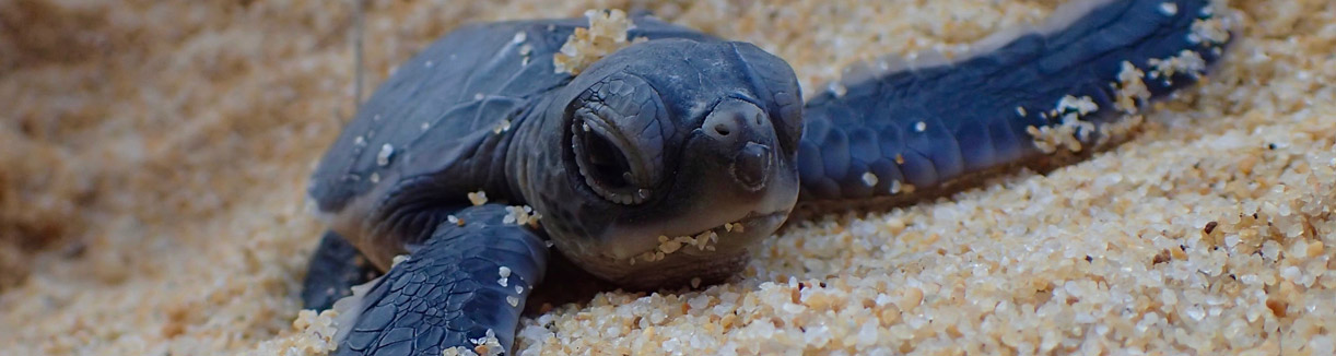 Lang Tengah Turtle Watch Conservation Initiative and Tanjong Jara Resort