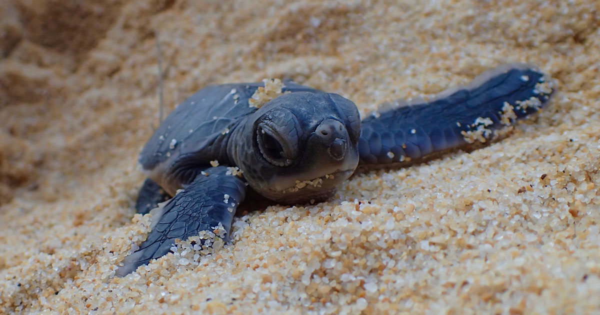 Turtle dreaming. Черепаха Дрим Хейз. Redang Island Marine Life.