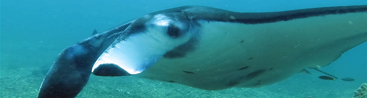 The Makassar Reef Manta Whisperer – getting the attention of a manta