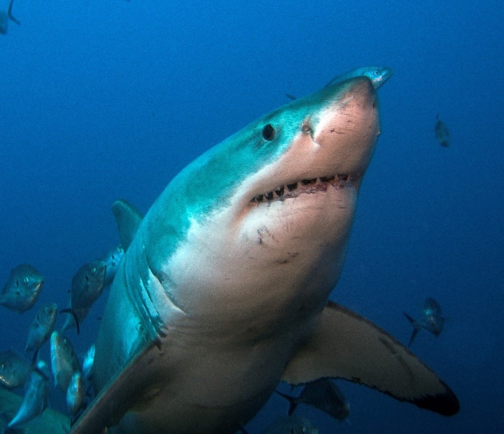 Rodney Fox Shark Expeditions cage diving with great white sharks