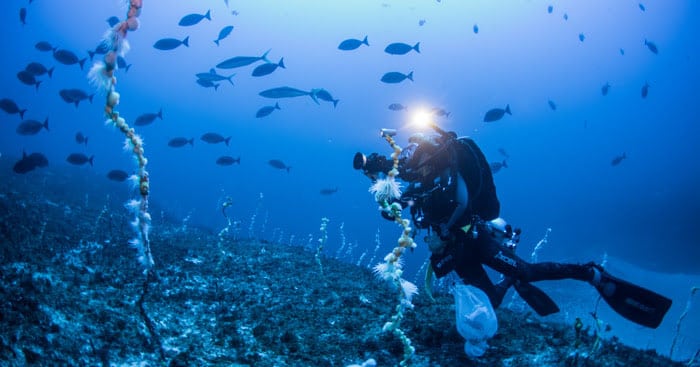 Diving Lord Howe Island: new sites, new species, new depths