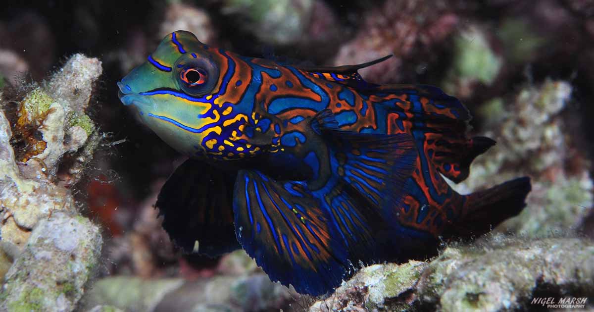 Lighthouse Reef Dive Site At Malapascua Guarantees Mandarin Fish