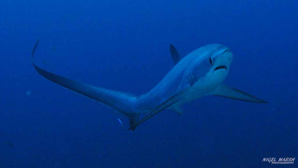 Monad Shoal Malapascua’s famous Thresher Shark Sea mount