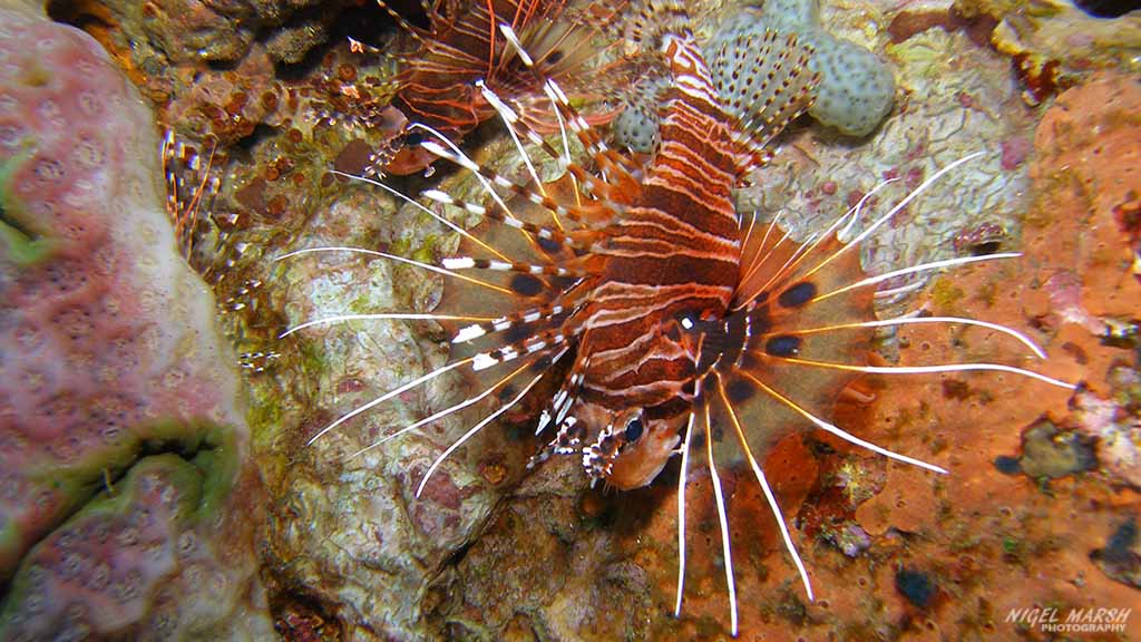 Verde Island Drop-off is a drift dive along a coral wall