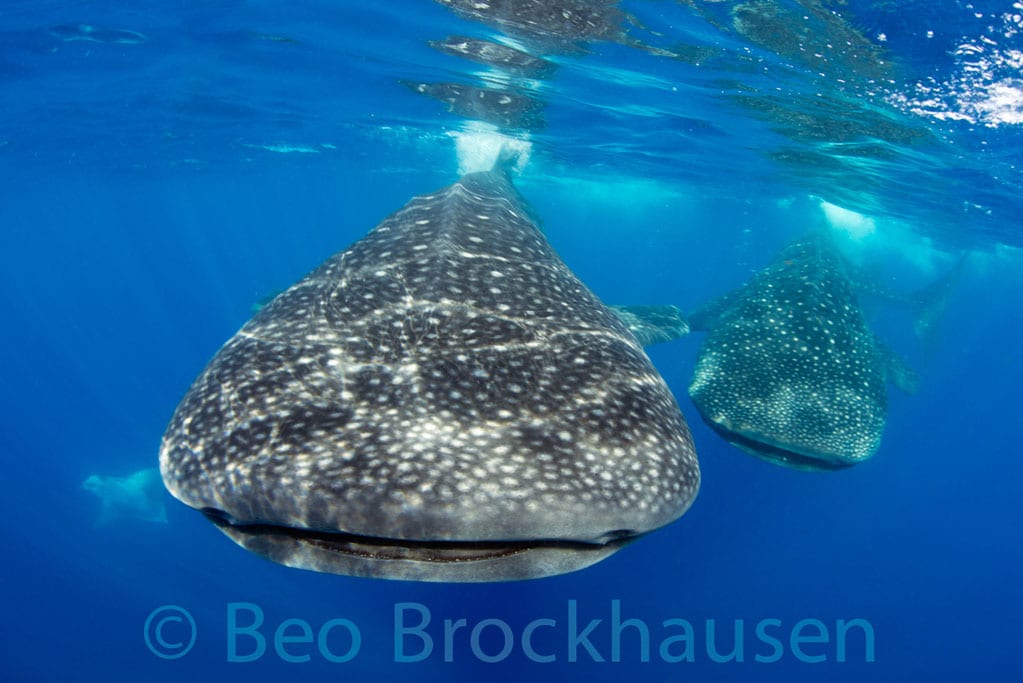 shark diving mexico cancun