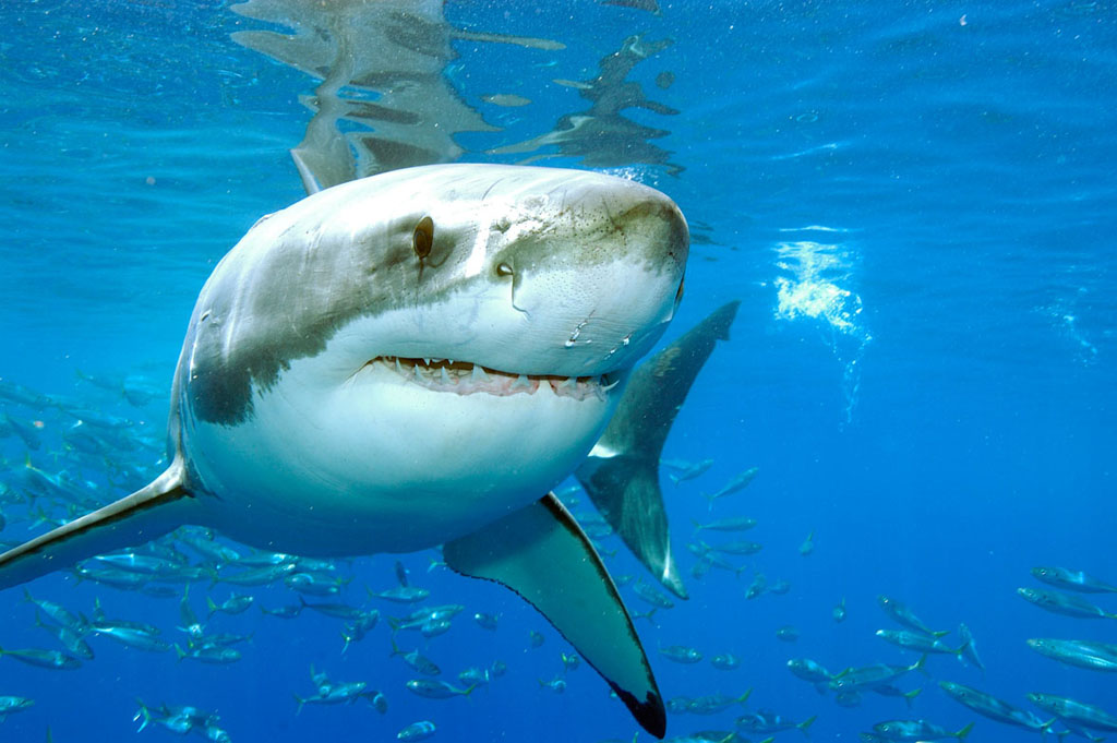 Diving Guadalupe Island, Mexico - Great White Sharks
