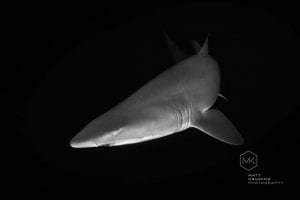 Fish Rock Cave and grey nurse sharks, South West Rocks, Northern NSW