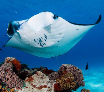 Australia's 5 Best Secret Manta Dive Sites | Best manta dives in Australia