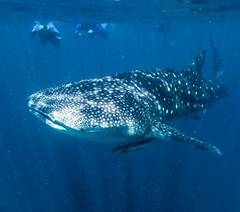 Ningaloo Scuba Diving Resorts & Liveaboards | Diving Ningaloo Reef