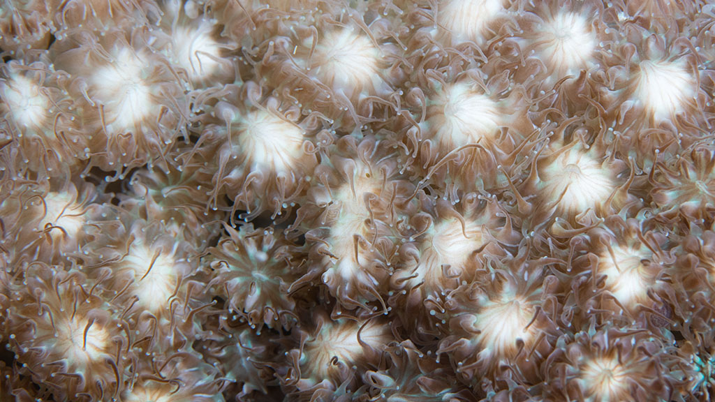 2020 Great Barrier Reef Coral Spawning Event Sex On The Reef 7578