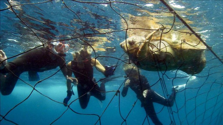 How can we keep safe from sharks? | The truth about shark nets