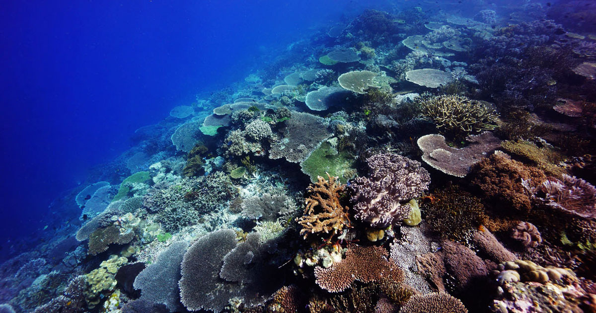 Diving Timor Leste diversity - whales to teeming reefs and pristine corals