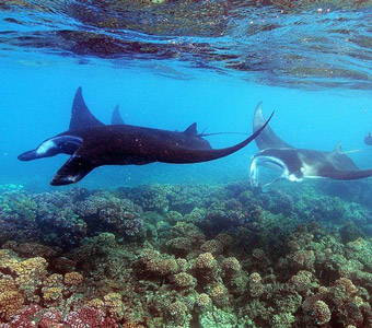 Barefoot Manta Resort Yasawa Islands Fiji Snorkel With Mantas And Diving