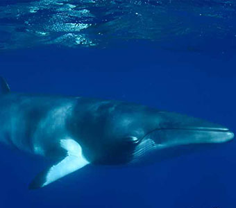 A whale of a time on the Great Barrier Reef - Dwarf Minke Whale Encounters