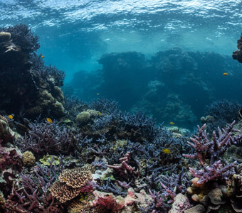 Three reasons to Dive Tanna, Vanuatu's undiscovered underwater Eden