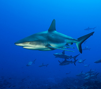 Diving French Polynesia | French Polynesia Liveaboards | Diving Tahiti