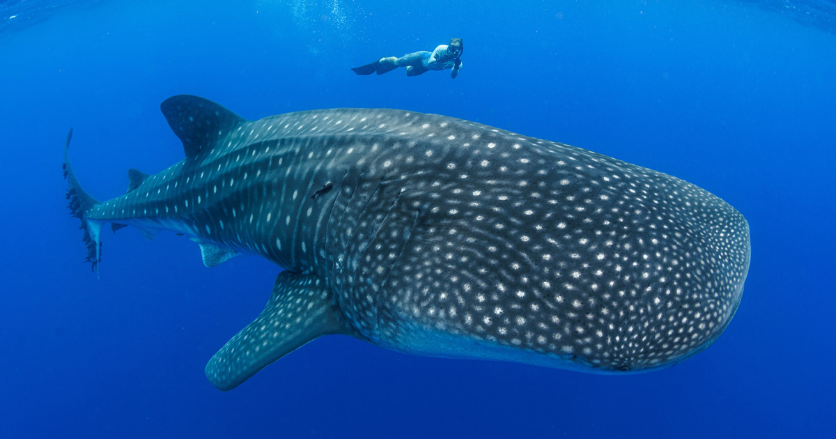 Fascinating Whale Shark Facts Whale Shark Facts By Dr Simon Pierce