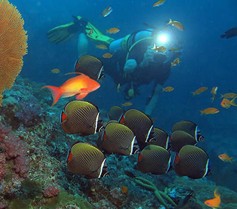 Benefits of scuba diving in 2021 - Master Liveaboards