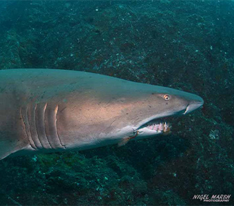 Grey nurse sharks and other marine life of Wolf Rock, Rainbow Beach