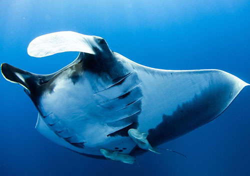 5 Best Places To Dive With Manta Rays