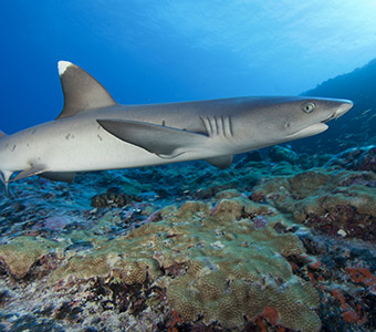 Best 6 shark dives in the Maldives | Maldives best shark dives